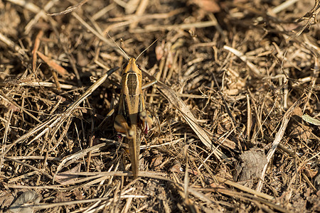 一只坐在地上的小农场宏观眼睛小麦蟋蟀生物学叶子昆虫粮食翅膀图片