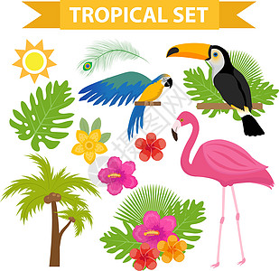 热带图标集与花鸟平面卡通风格 异国情调的设计元素与巨嘴鸟鹦鹉植物火烈鸟花的集合 天堂对象 矢量图图片