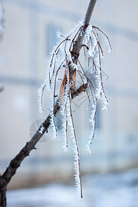 冰霜冬冬枝 夹着白雪图片