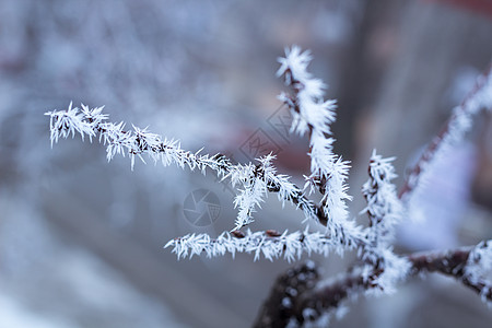 冰霜冬树枝 夹着白雪缝合图片