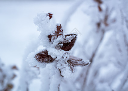 霜冻冬季工厂详细细节 封有雪图片