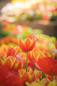 美丽的郁金香花束 多彩的郁金香花园场地季节草地公园植物群蓝色叶子晴天植物背景图片