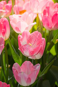 美丽的郁金香花束 多彩的郁金香太阳植物群蓝色草地植物阳光晴天场地季节花园图片