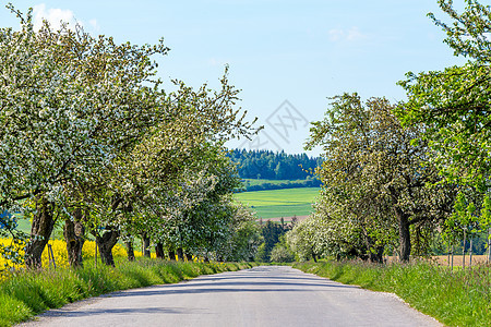 树林开阔的道路植物群场景土地农场场地草原野花植物草地天空图片