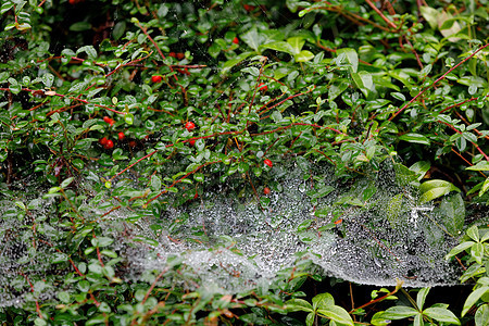 蜘蛛上的水滴我们蛛网花园叶子丝绸危险水晶气泡宏观植物蜘蛛网图片