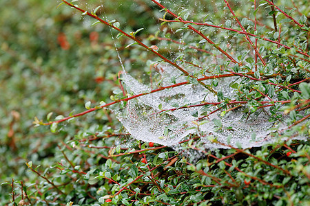 蜘蛛上的水滴我们生长危险动物叶子雨滴水晶植物蜘蛛网薄雾宏观图片