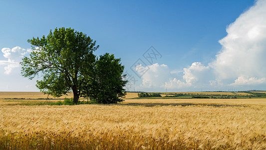 阳光麦田全景小麦田生长玉米小麦阳光谷物天空乡村种子场景食物背景