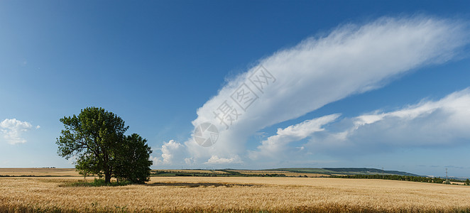 全景小麦田生长面包谷物稻草种子金子场景乡村天空黄色图片