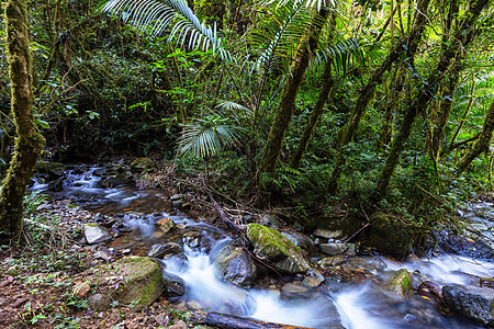 丛林中的溪谷苔藓树木植物群植被绿色热带溪流美丽树干地标图片