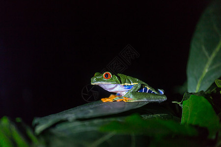 哥斯达黎加的青蛙宏观沼泽气候动物异国荒野隐藏森林情调眼睛图片