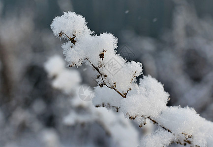 干燥植物被新鲜雪雪覆盖图片