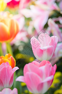 美丽的郁金香花束 多彩的郁金香蓝色射线叶子花瓣晴天公园草地阳光季节植物图片