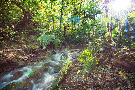 丛林中的溪谷植被绿色荒野植物群苔藓树干雨林石头树木植物图片
