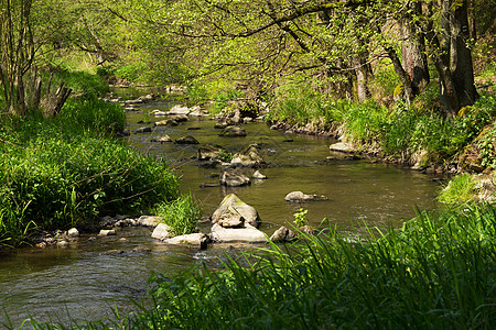 春天的山地小野河溪流国家游客苔藓公园速度河床跑步地衣踪迹图片