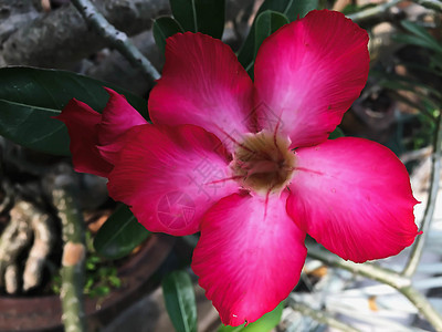 特写红色 Adeniu热带植物蓝色花瓣粉色玫瑰沙漠温泉花束鸡蛋花图片