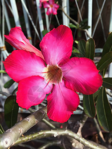 特写红色 Adeniu花束植物群热带粉色插图玫瑰美丽蓝色鸡蛋花花瓣图片