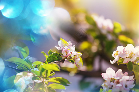 闪花树植物群晴天植物季节性草原季节公园乡村绿色叶子图片