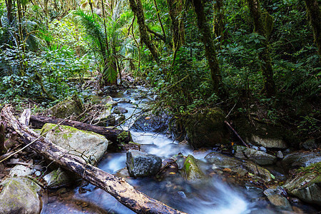 丛林中的溪谷溪流石头森林树干植被雨林水分绿色地标植物群图片