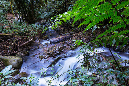丛林中的溪谷溪流地标美丽植物群树木植被公园苔藓石头绿色图片