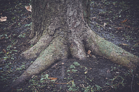 旧树块风化木头材料荒野生长树干日志木材圆圈环境图片