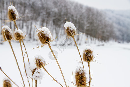 冬季被雪覆盖的诺奥托尔顿 普通姜荒野植物群宏观杂草天气天空场地草本植物季节植物学图片