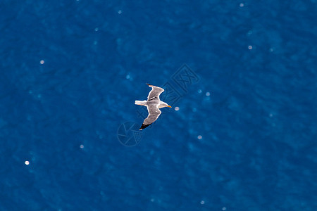 海鸥在海面上飞翔飞行速度空气晴天图片