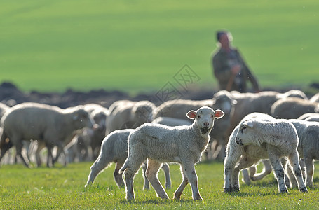 野地上羊群和羊羔牧场家畜母羊天气风景动物森林农场农业日落图片