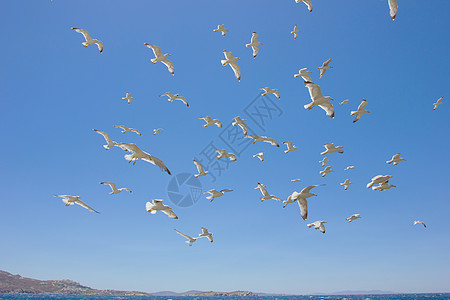 成群的飞航海鸥天空阳光蓝色植物群白色晴天运动图片