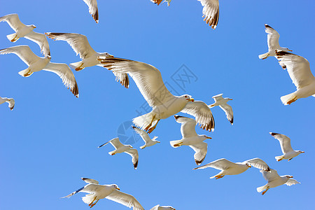 成群的飞航海鸥天空运动植物群阳光白色晴天蓝色图片