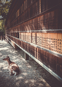 野林石碑前的鹿 日本娜拉地标野生动物哺乳动物荒野文化佛教徒花园公园神道森林图片