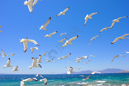 成群的飞航海鸥植物群蓝色白色阳光天空晴天运动图片