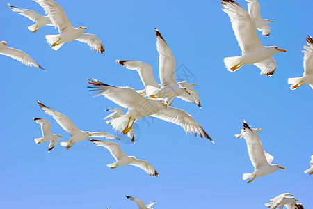 成群的飞航海鸥晴天阳光运动白色天空植物群蓝色图片