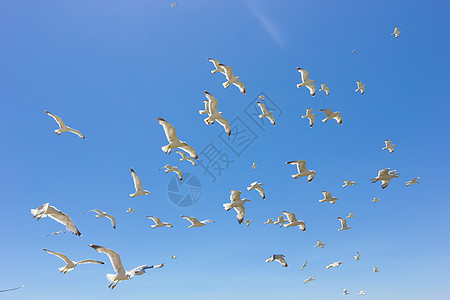 成群的飞航海鸥晴天白色蓝色运动阳光植物群天空图片