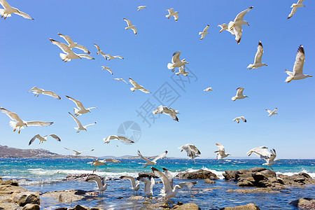 成群的飞航海鸥植物群白色阳光蓝色天空晴天运动图片