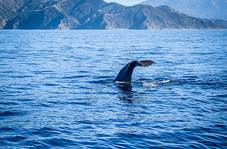 新西兰Kaikoura湾鲸鱼手表捕食者荒野天空哺乳动物鲸目巡航海洋海洋生物座头鲸图片