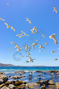 成群的飞航海鸥蓝色植物群天空白色运动阳光晴天图片
