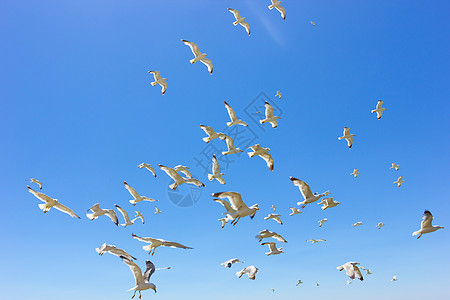 成群的飞航海鸥阳光植物群运动晴天蓝色白色天空图片