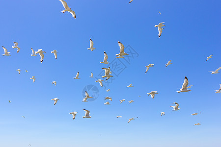 成群的飞航海鸥植物群晴天白色阳光运动蓝色天空图片