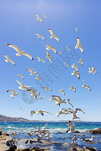 成群的飞航海鸥晴天阳光白色植物群蓝色运动天空图片