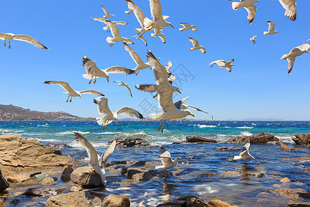 成群的飞航海鸥天空白色植物群阳光晴天蓝色图片
