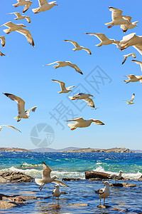 成群的飞航海鸥蓝色天空白色阳光植物群晴天图片