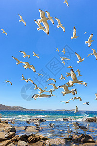 成群的飞航海鸥白色天空晴天植物群蓝色阳光图片