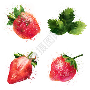 白色背景上的草莓 它制作水彩画标签斑点浆果烹饪收成美食生态水彩徽章绘画图片