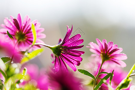 鲜花花朵园艺花瓣花园绿色夏花草甸花阳花场地花卉图片