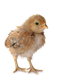 巴尔布德安弗斯小妞公鸡羽毛三色动物农业家禽脚鸡小鸡农场养殖图片