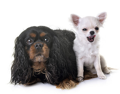 查尔斯和吉瓦华动物宠物猎犬棕褐色工作室黑色舌头朋友们小狗图片