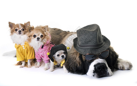 年轻的圣伯纳德和吉华华朋友们工作室奇装异服帽子三色玻璃太阳镜宠物动物外套图片