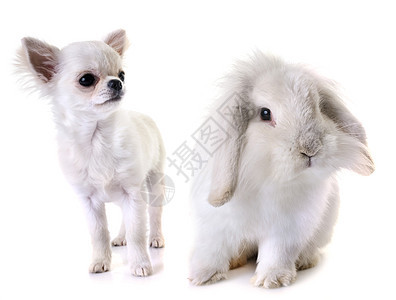 小狗吉娃娃和兔子动物白色农场工作室宠物朋友们长发棕色图片