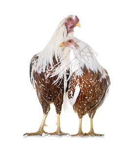 工作室的横滨鸡乡村农场动物棕色家禽母鸡斗争公鸡白色脚鸡背景图片