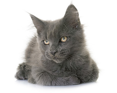 小猫动物蓝色工作室猫科灰色宠物图片